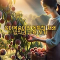 설아복숭아의 독특한 재배 방식과 수확 시기