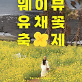🌼 제주 한림읍 웨이뷰 유채꽃 축제: 베이커리 카페 오션뷰