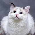 겨울철 고양이 건강 관리
