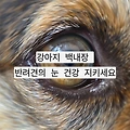 강아지 백내장: 원인, 증상, 진단, 치료, 예방법 총정리