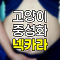 고양이 중성화 수술 후 넥카라 착용 기간과 관리법, 회복을 위한 필수 가이드