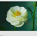 Anemone coronaria (아네모네)