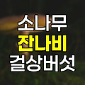 소나무 잔나비 걸상버섯 효능 및 복용 방법 상세 안내