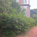 아파트 화단 전지 작업 과 주차장 조명 교체
