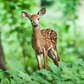 [Python] 파이썬 HDF 형식인 천리안위성 1A호 (COMS/MI) 기상위성 자료를 이용한 가시화