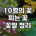 10월의 꽃, 꽃말, 10월에 피는 꽃 TOP 8