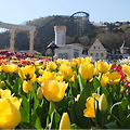 🌷 2025 에버랜드 튤립축제 – 봄이 피어나는 순간을 잡아라!