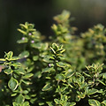 타임(Thyme) 추출물: 항균 특성과 기침 완화 효능