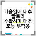 가을열매 대추 칼로리 수확시기 대추 효능 부작용