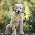 🐶 강아지 체중 관리: 건강한 몸을 유지하는 방법