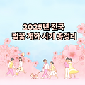 2025년 전국 벚꽃 개화 시기 총정리 🌸