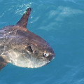몰라몰라(Mola Mola) 썬피쉬(Sun Fish) 개복치