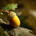 화분 추출물(Bee Pollen): 천연 비타민과 미네랄의 슈퍼푸드