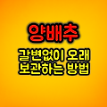 양배추 갈변없이 오래 신선하게 보관하는 꿀팁