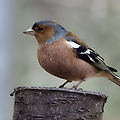 🏠아파트에서 키우기 쉬운 새 종류 : 반려조 알아보기 🐦