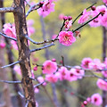 이스라엘은 마음에 할례를(레9:1-26)