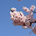 🌸 3월 봄축제로 떠나는 지역 여행: 일정과 프로그램 총정리 🌸