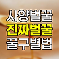 사양벌꿀과 진짜벌꿀의 차이점 및 꿀에 대한 진실 완벽 이해하기