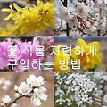 용인 남사화훼단지 방문 가이드 – 꽃과 식물을 저렴하게 구매하는 방법
