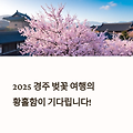 벚꽃 절정 언제? 2025 경주 벚꽃명소 이번 주 방문 꿀팁