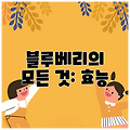 블루베리의 모든 것: 효능