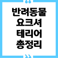 요크셔 테리어 (Yorkshire Terrier) 강아지 정보/ 총정리