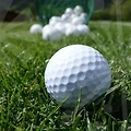 파크골프채 선택과 관리에 삼백초의 건강 영감과 팁