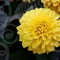 울화병? 심리상담으로 해소하는 방법!