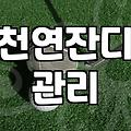 천연 축구장잔디 관리 실패율을 줄이기 위해 확인해야 할 조건