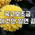 보조금 신청 조건과 실질적인 지급 시기 확인 방법