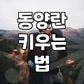 동양란 키우기 시작할 때 알아두면 좋은 점들