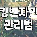 사무실이나 매장에 벤자민 화분을 놓을 때 알아두면 좋은 점