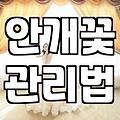안개꽃을 선물받았을 때 오래 보기 위한 현실적인 관리법