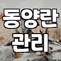 철골소심, 정말 가성비 좋은 난일까? 10년 키워본 후기