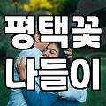 평택꽃 나들이를 고민하는 직장인을 위한 지극히 현실적인 조언