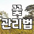 봄의 전령, 프리지아 꽃다발의 매력과 선택 가이드