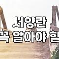 부모님 생신 꽃 선물, 동양란과 서양란 사이에서의 고민