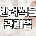집안에 초록을 들이는 실내 식물 관리와 현실적인 고민들