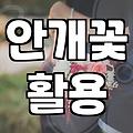 안개꽃을 선물하거나 직접 보고 싶을 때 알아두면 좋은 점들