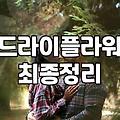 안개꽃을 선물할 때 놓치기 쉬운 관리 요령과 장단점
