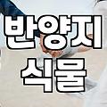 금전수대형 화분 거실에 둘 때 반드시 고려해야 할 실무적 선택 기준