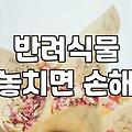 실패 없는 집들이선물화분 고르는 현실적인 기준