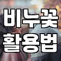 시들지 않는 비누꽃 활용과 관리법