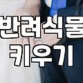 스투키 화분을 사무실과 집에 들이기 전 꼭 알아야 할 현실적인 조언
