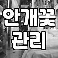 집에 돌아오니 안개꽃만 덩그러니 남았다