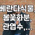 베란다 식물, 봄꽃 화분 선물 고민이라면? 인테리어 효과와 관리 팁