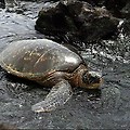 검은 모래 해변에서 거북이를 만나다 - 푸날루우 블랙 샌드 비치(Punalu'u Black Sand Beach)