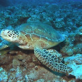 [~01/31] 오키나와(OKINAWA)무료여행초청이벤트