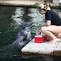 [오아후 호텔] 돌고래와 수영을 할 수 있는 호텔, 카할라 호텔 & 리조트(Kahala Hotel&Resort) - 시설편