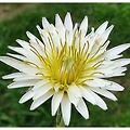 흰민들레 효능 Taraxacum albidum